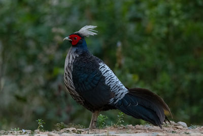 Close-up of a bird perching on a field