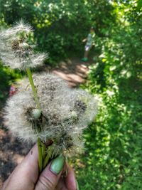 Close-up of hand holding dandelion flower