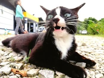 Close-up of cat sitting outdoors