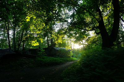 Trees in forest