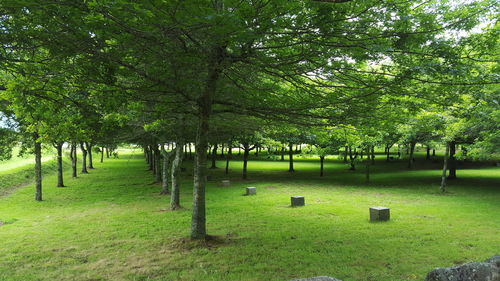 Trees on landscape