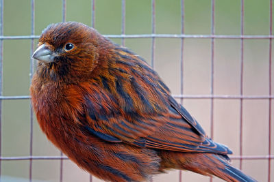 Close-up of owl in cage