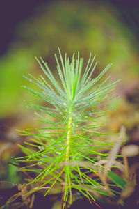 Close-up of succulent plant on field