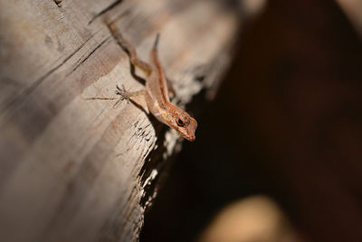Close-up of lizard on broken wood