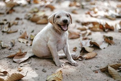 Close-up of dog on ground