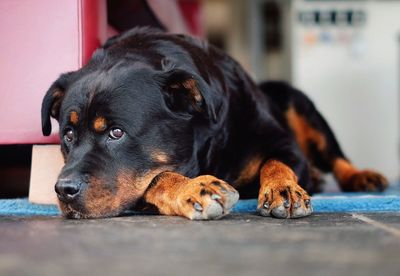Rottweiler relaxing on sidewalk