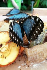 Close-up of butterfly on leaf