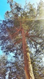 Low angle view of trees in forest against sky