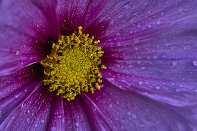 Extreme close-up of pink flower