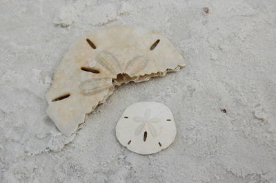 High angle view of sand dollars at sandy beach