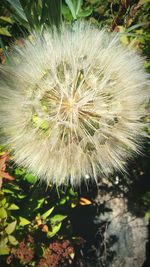 Close-up of dandelion