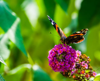 Close-up of butterfly pollinating on purple flower