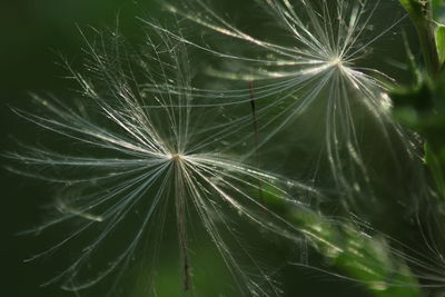 Close-up of dandelion on plant