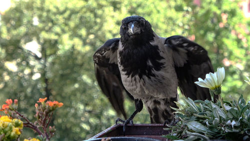 Bird perching on a plant