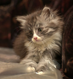 Close-up portrait of a cat