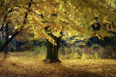 Trees growing on field during autumn