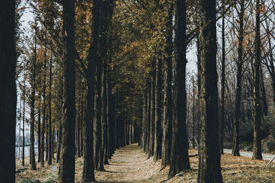 Trees in forest