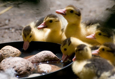 Close-up of birds