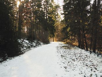 Road amidst trees in forest during winter