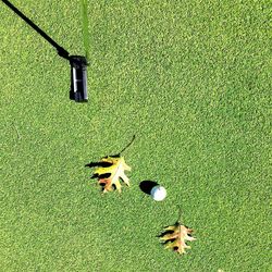 Directly above view of golf ball and club with autumn leaves on course