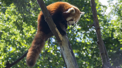 Ailurus fulgens