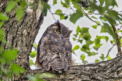 Low angle view of bird perching on tree