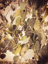 Full frame shot of dry leaves on tree