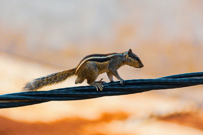 Close-up of squirrel