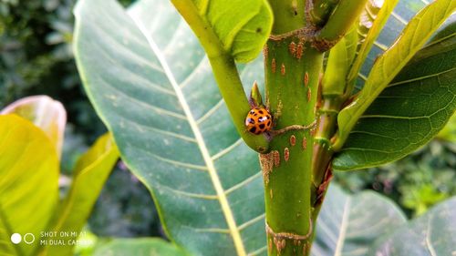 Close-up of insect on plant