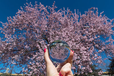 Close-up of hand holding cherry blossom against blue sky