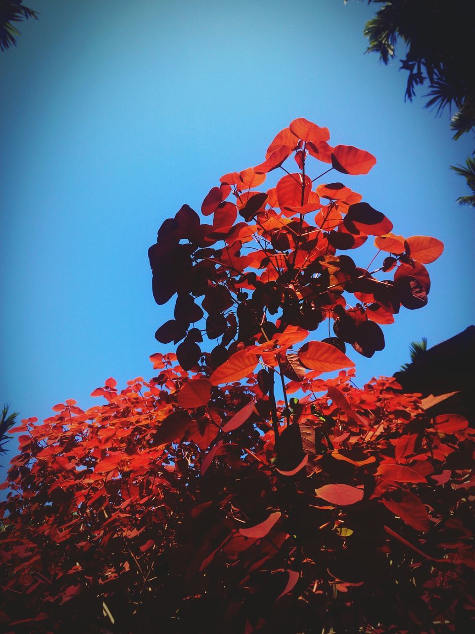 low angle view, flower, clear sky, fragility, growth, freshness, in bloom, blue, blossom, tree, beauty in nature, red, close-up, botany, nature, springtime, petal, bunch of flowers, branch, day, outdoors, flower head, pink color, vibrant color, outline, tranquility, sky, no people