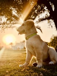 Dog standing on field during sunset