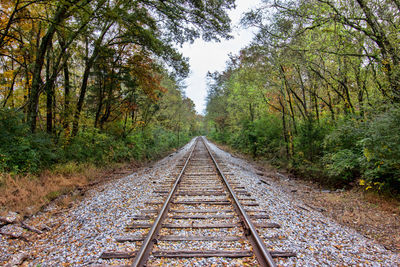 View of railroad tracks amidst trees in forest