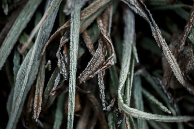 Close-up of frosted grass