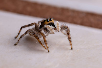 Close-up of spider on table