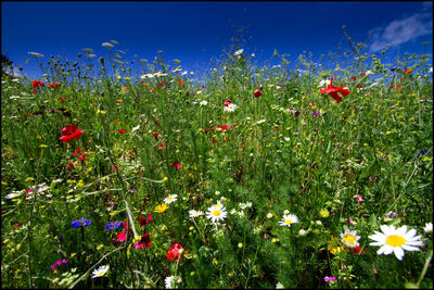 Close-up of poppies blooming on field against sky