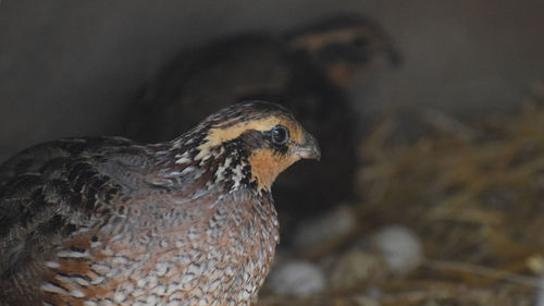 Close-up of a bird