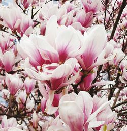 Close-up of pink cherry blossoms in spring