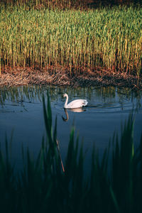 View of birds in lake