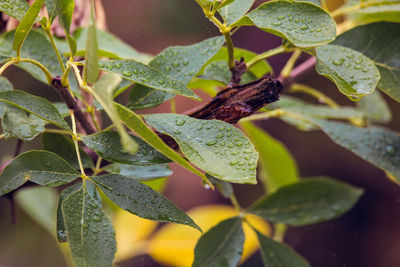 Close-up of wet plant leaves during rainy season