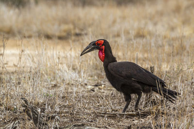 Side view of a bird on field