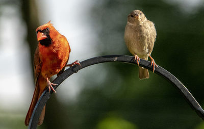 Neighbors on the perch