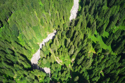 Aerial view of a forest crossed by a stream in trentino italy