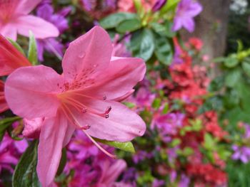 Close-up of pink flowers blooming outdoors