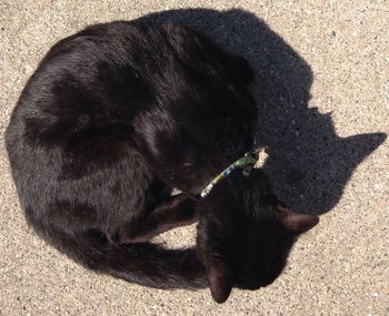 High angle view of dog on shadow