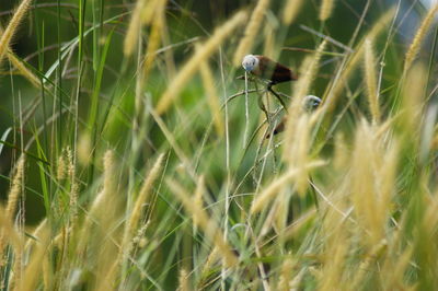 Close-up of insect on grass