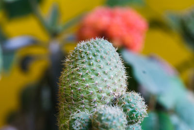 Spiky cactus upclose