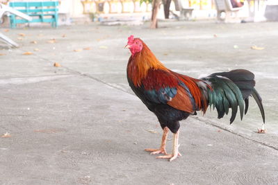 Close-up of rooster