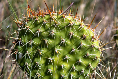 Close-up of plant