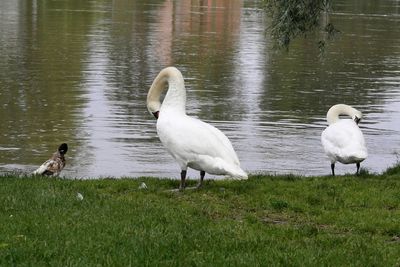 Swans on lake